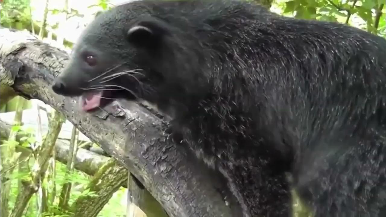 Кошачий медведь фото