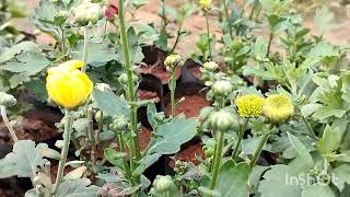 Green Samanthi Plantssai Hi-Tech Nursery Garden6374934601