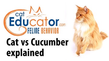 Cat vs cucumber explained