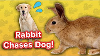 Rabbit Chasing Dog & Self-Walking Puppies! // Funny Animal…