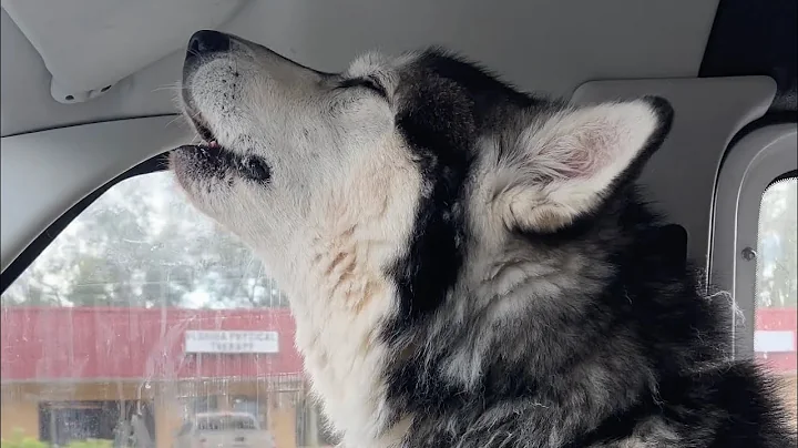Tonka Has The Saddest Howls I Have Ever Heard