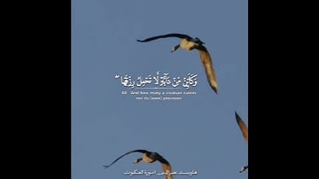 أرح سمعك 🥀 القارئ: هلويست نصرالدين 🍃 حالات واتس آب
