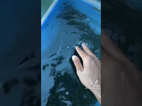 مزارع الاسماك في المملكه العربيه السعوديه للتواصل واتس مزارع الطيبات 0565658856