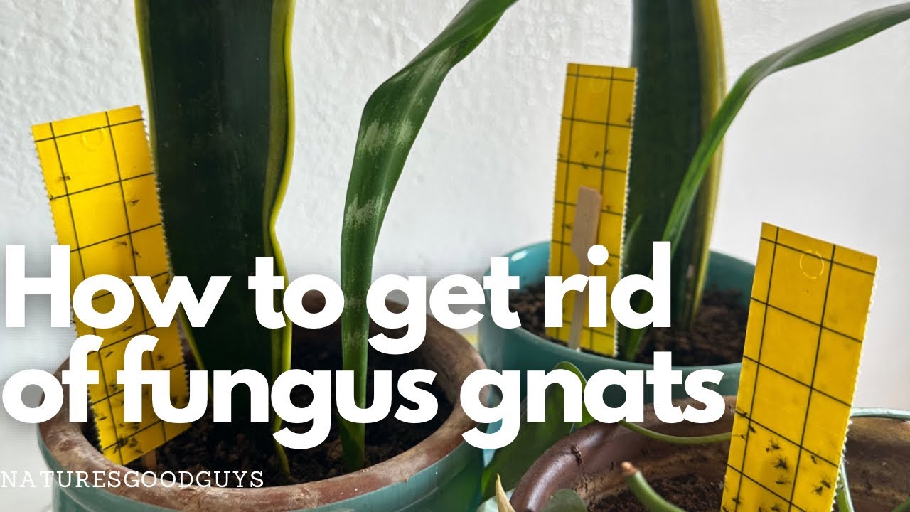 How to get rid of fungus gnats on your houseplants! 