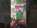 khushbudar dhaniya chaudi Patti ka खुशबुदार धनिया चौड़ी पत्ती का
