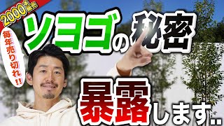 【ソヨゴ愛語ります】日本最大級の植木販売サイトグリーンロケットで２０００本以上販売したソヨゴの秘密