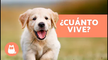 ¿Cuál es la esperanza de vida típica de un perro?