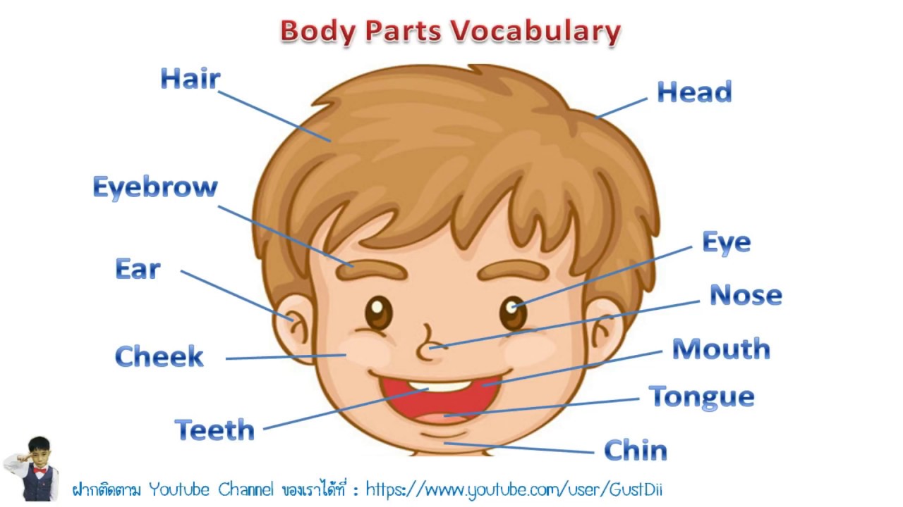 คำศัพท์ภาษาอังกฤษเกี่ยวกับส่วนต่างๆของร่างกาย พร้อมวิธีออกเสียงและคำแปล
