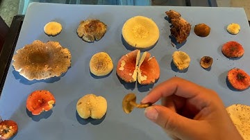 Mushroom Spore Prints