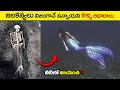 🔵 నిజంగా జలకన్య ని చూశాడు | mermaid caught on camera | is mermaids really exist  | #telugufacts
