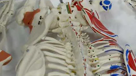 Maitland Lumbar PAIVM (skeletal model)