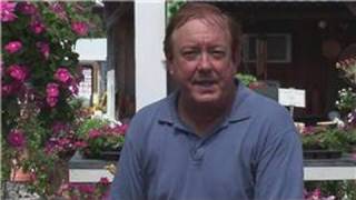 Gardening From Seeds : How to Grow Clematis From Seed