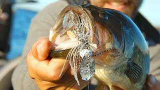 Chatterbait Freedom Cfl