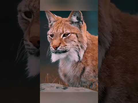Шикарный взгляд!☝️Такого мало кто замечал