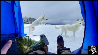Winter Camping & Gaming In A Tent | Camping With My Dogs | Cooking over a fire