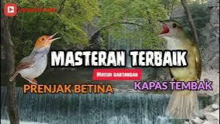 prenjak betina,kapas tembak ||masteran terbaik untuk burung lomba #muraibatugacor #muraibatu #shorts