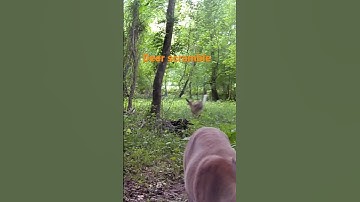 Deer running #2 #deer #wildlife #animals #nature #running
