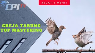 MASTERAN MURAI BATU,SUARA BURUNG GEREJA JERIN JEDA 1-2 MENIT