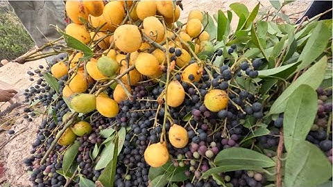 mùa trái cây rừng chín rộ , rất nhiều loại , cùng đi săn lùng