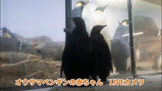 オウサマペンギンの赤ちゃんライブカメラ