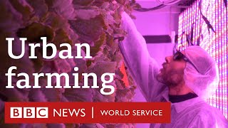 The farmers bringing their fields indoors - BBC World Service