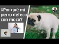 ¿POR QUÉ MI PERRO DEFECA CON MUCOSIDAD?