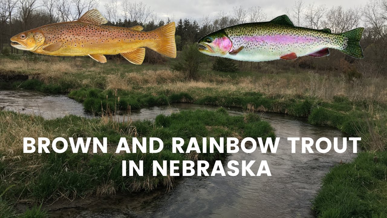 Trout Fishing In Nebraska YouTube