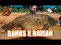 BANKS OF BALKAN - KARPFENANGELN IN KROATIEN! (Summervibes mit Robin Illner und Jörg Krause! LETS GO)