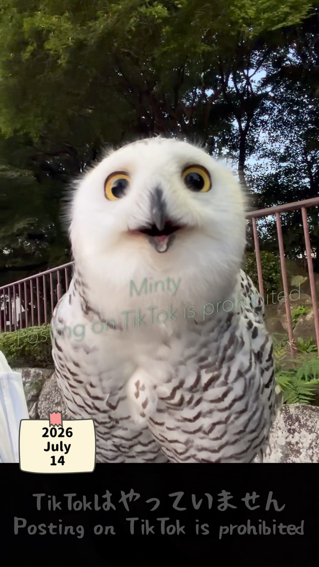 20260714 Morning Strolling 2026年7月14日 朝の据え回し #snowyowl