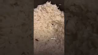 Roaches In The Rice Brooklyn Nyc