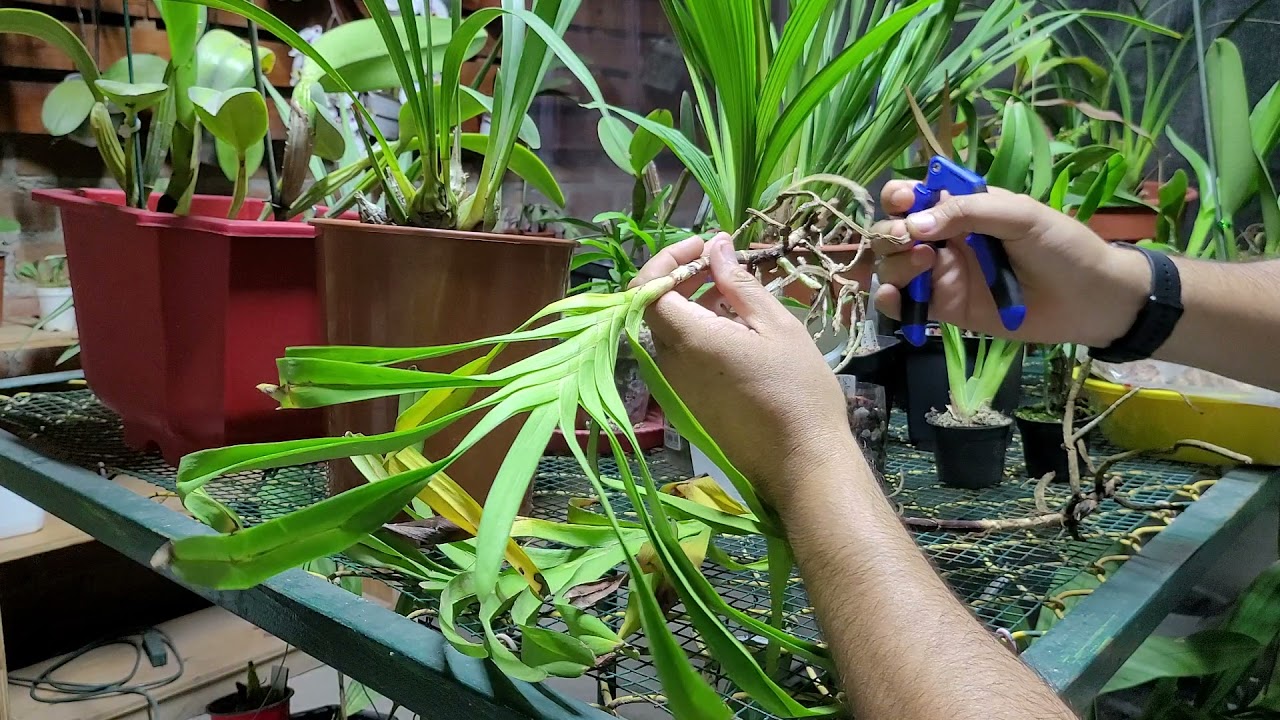 Recuperar orquídea Vanda sin raíces