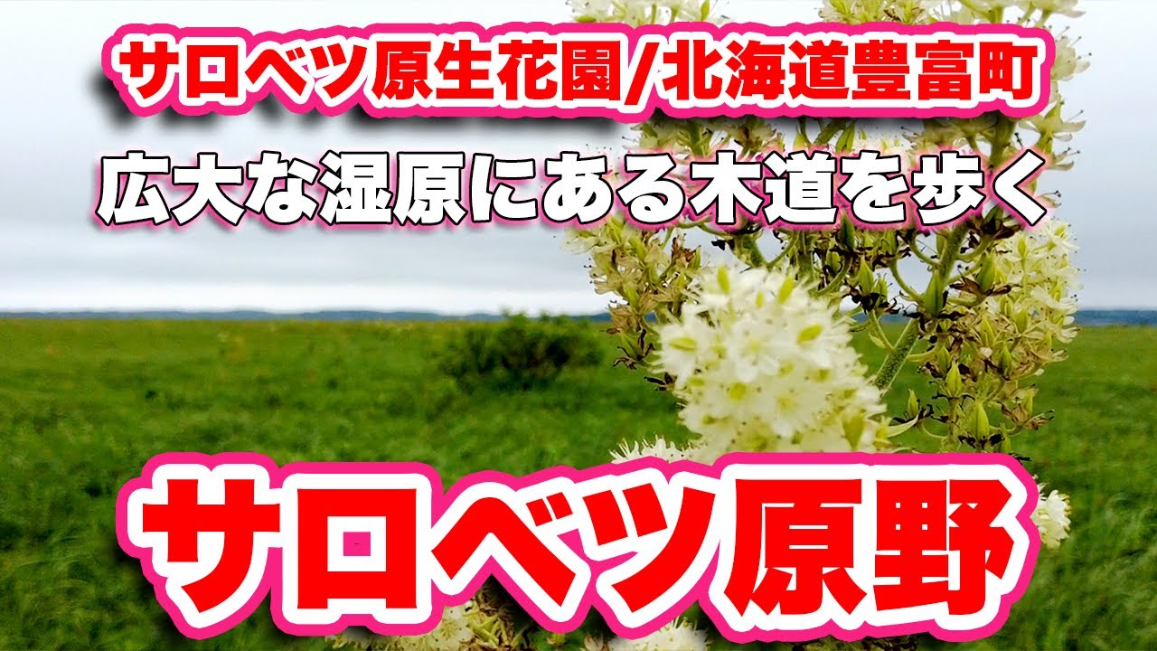 サロベツ原生花園/北海道豊富町【ウォーキング】サロベツ原野に咲く花を楽しめる木道歩き【旅行VLOG】サロベツ湿原センター,泥炭,利尻島,エゾカンゾウ,カキツバタ,コバイケイソウ,泥炭浚渫船,揚げ芋