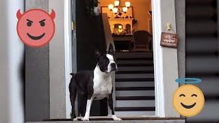 What I HATE 😡 & LOVE 💕 About Boston Terriers! by Boston Terrier Society 7,919 views 2 years ago 4 minutes, 8 seconds