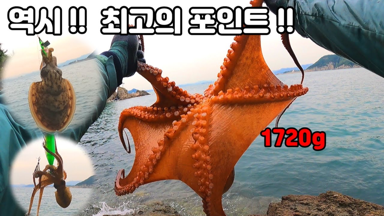 두족류 최고의 포인트 역시 가덕도 !!! 갑오징어낚시~ 손님고기 키로오버 문어 !! 쭈꾸미 !!