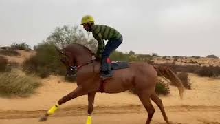تدريب وتجهيز الحصان الميمون ابن الفحل سولاز ج لسباقات الخيول العربية الأصيلة