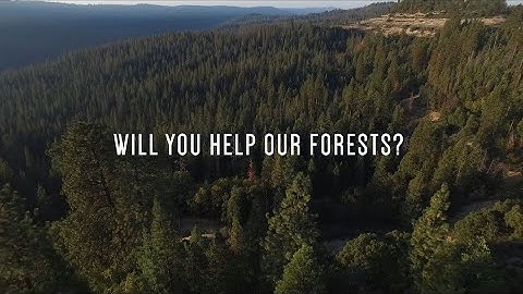 Launching a Campaign to plant 50 Million Trees For Our Forests