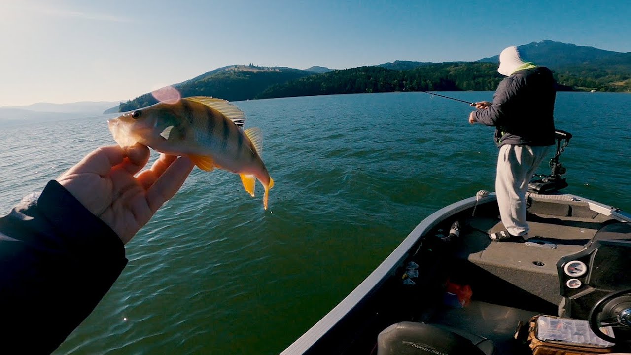 La pescuit de Salau si Biban in August 2025 | Bicaz Izvorul Muntelui