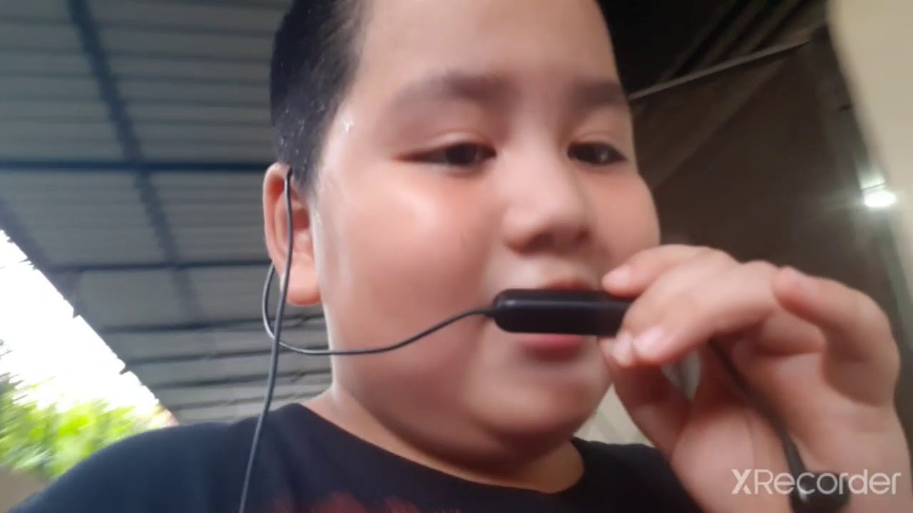 hewan peliharaan zebe 