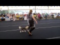 Chinese crested dog show Israel の動画、YouTube動画。