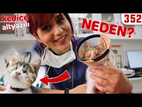 Video: Hermafrodit Yavru Kedi Dünya Çapında Kalpleri Kazandı
