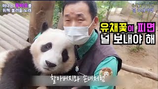 [PandaTV] #푸바오를 떠나 보내며 함께 불러 줄 노래  유채꽃이 피면 널 보내야 해