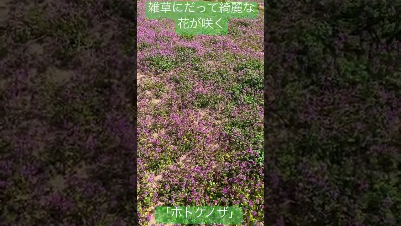 雑草にだって綺麗な花が咲く ホトケノザ Youtube 雑草にだって綺麗な花が咲く ホトケノザ Youtube