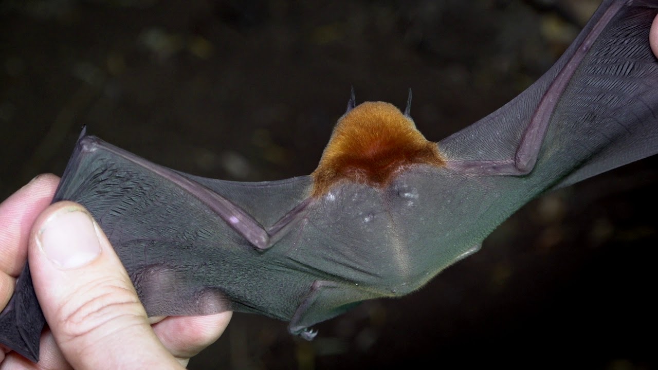 Costa Rica's Naked Backed Bats