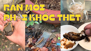 Tổng hợp video hay phần 9: Mấy con rắn mối gần nhà phải khóc thét với mình