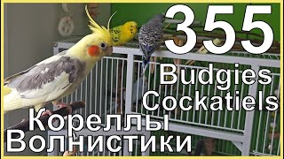 Funny Parrotszotti 355. Life of Cockatiels and budgies. Жизнь корелл и волнистых попугаев