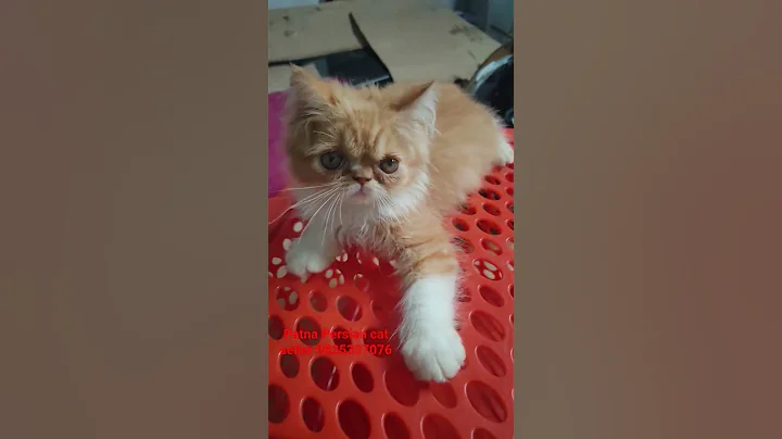Video 10871171: punch face persian cat, quality persian cat, cute cat face