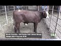 Brush Country Steer 4