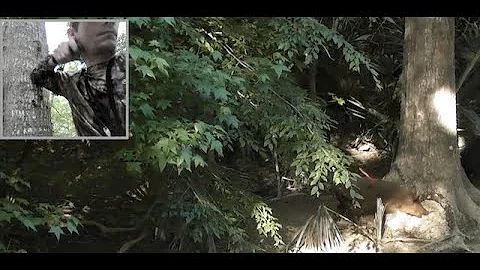 The Perfect Shot! Archery Hunting Hogs