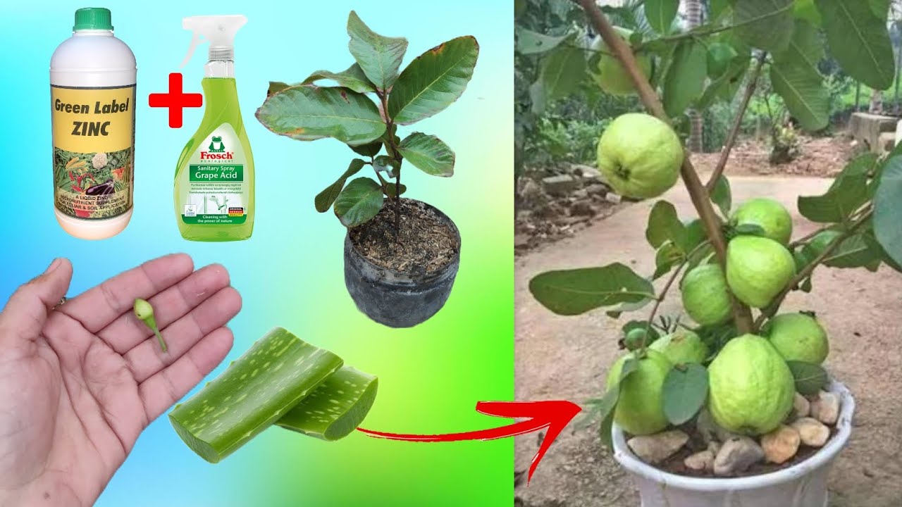 The new method of growing guava from guava flowers - YouTube