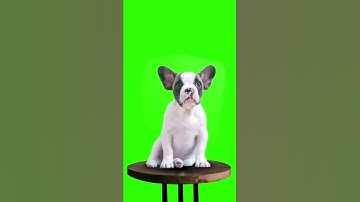 Funny games channel runner 3d run game max new run dog dogs #gameplay #game #mobilegame #android